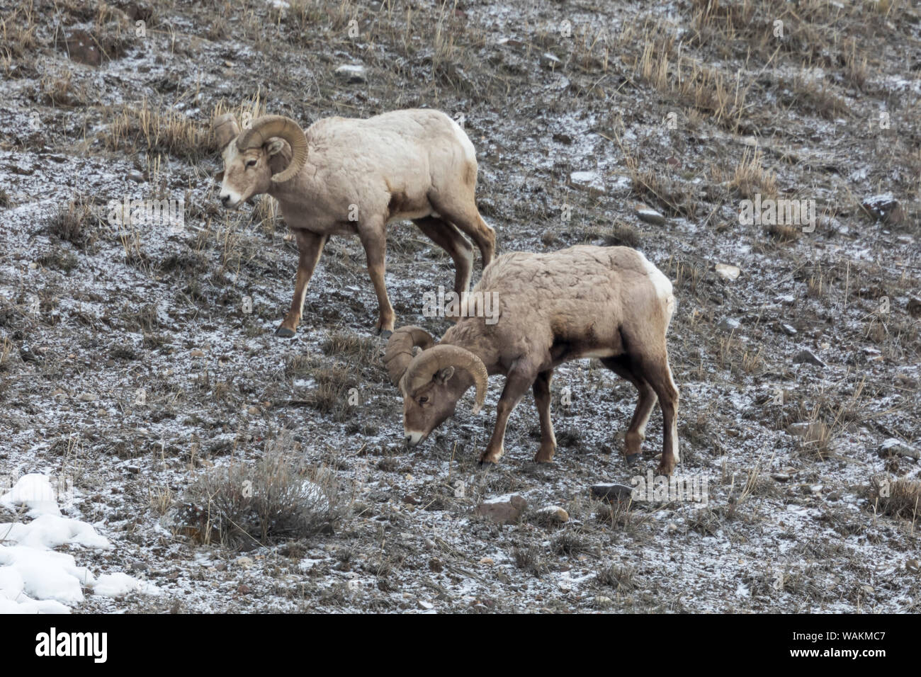 USA, Wyoming, Yellowstone National Park. Deux mouflons pâturage sur des parcelles d'herbe. Banque D'Images
