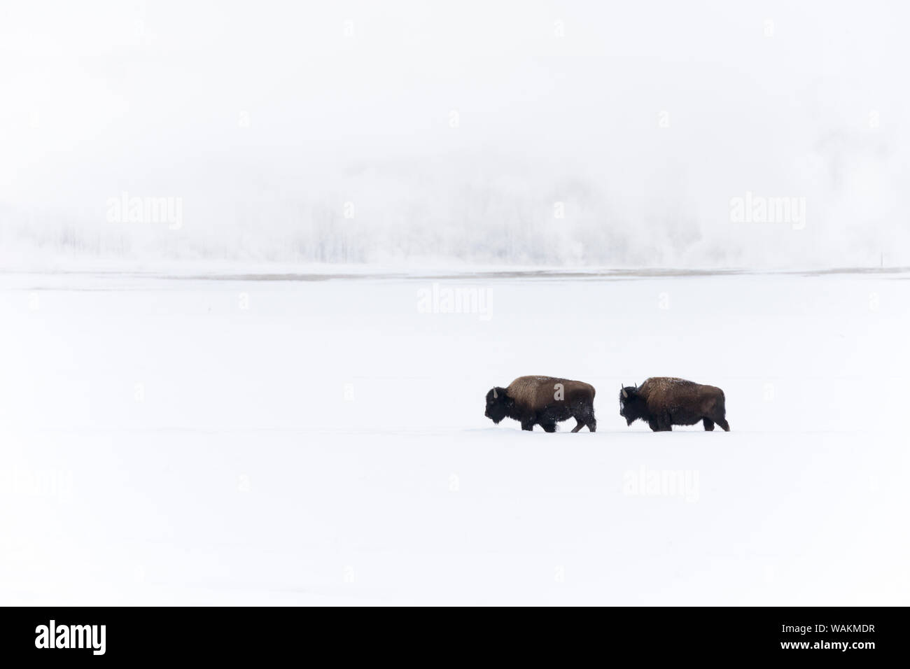 Usa, Wyoming, Yellowstone National Park. Déménagement de bisons dans la neige profonde avec le Midway Geyser Basin dans l'arrière-plan. Banque D'Images