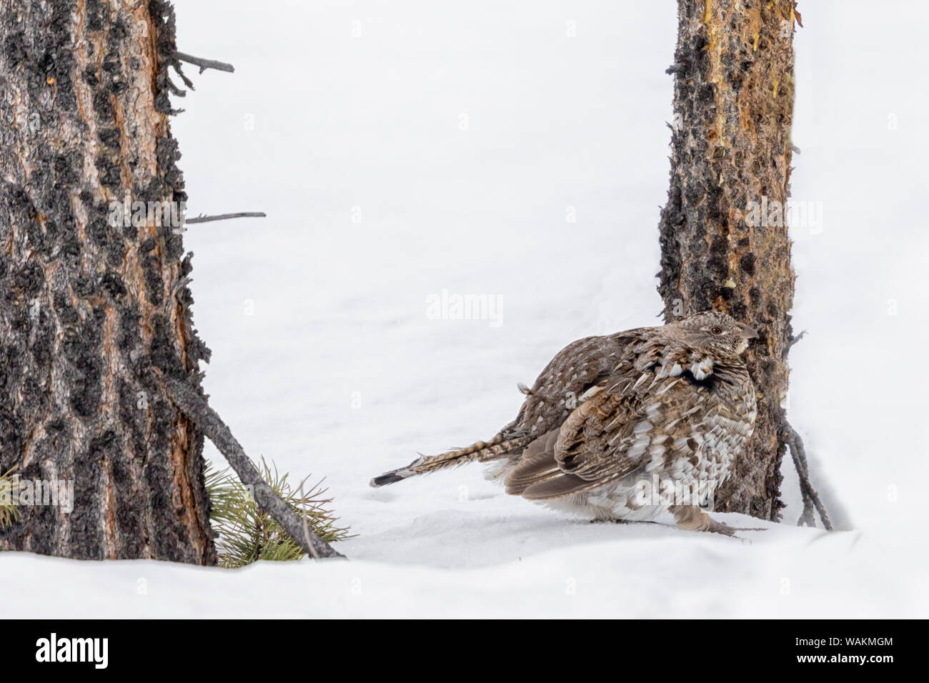 Usa, Wyoming, Yellowstone National Park. La perdrix grise marche lentement à travers la neige. Banque D'Images