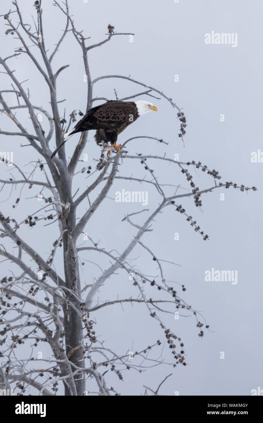 Usa, Wyoming, Yellowstone National Park. L'aigle chauve assis dans un arbre pour regarder les rongeurs. Banque D'Images