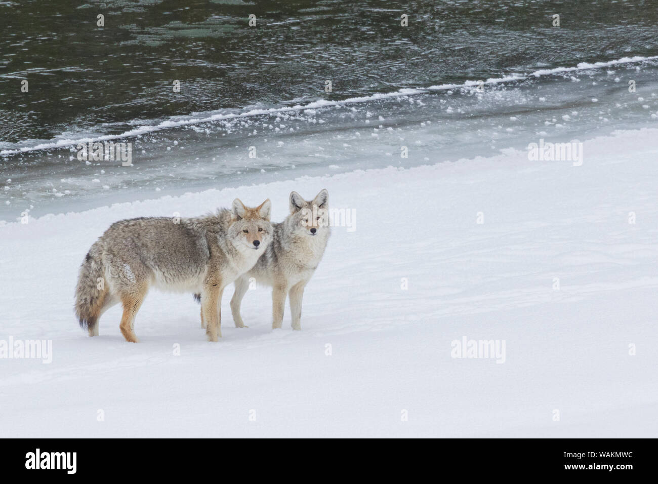 Paire Coyote hiver le long de la rivière Lamar Banque D'Images