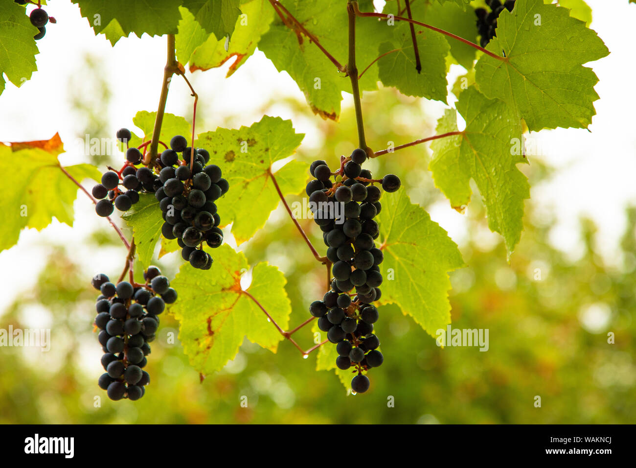 Les raisins noirs mûrs sur une branche dans le jardin pendant la chasse d'automne Banque D'Images