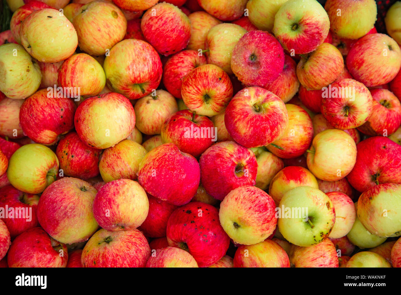 Bien des pommes mûres la récolte d'arrière-plan conceptuel d'aliments sains Banque D'Images