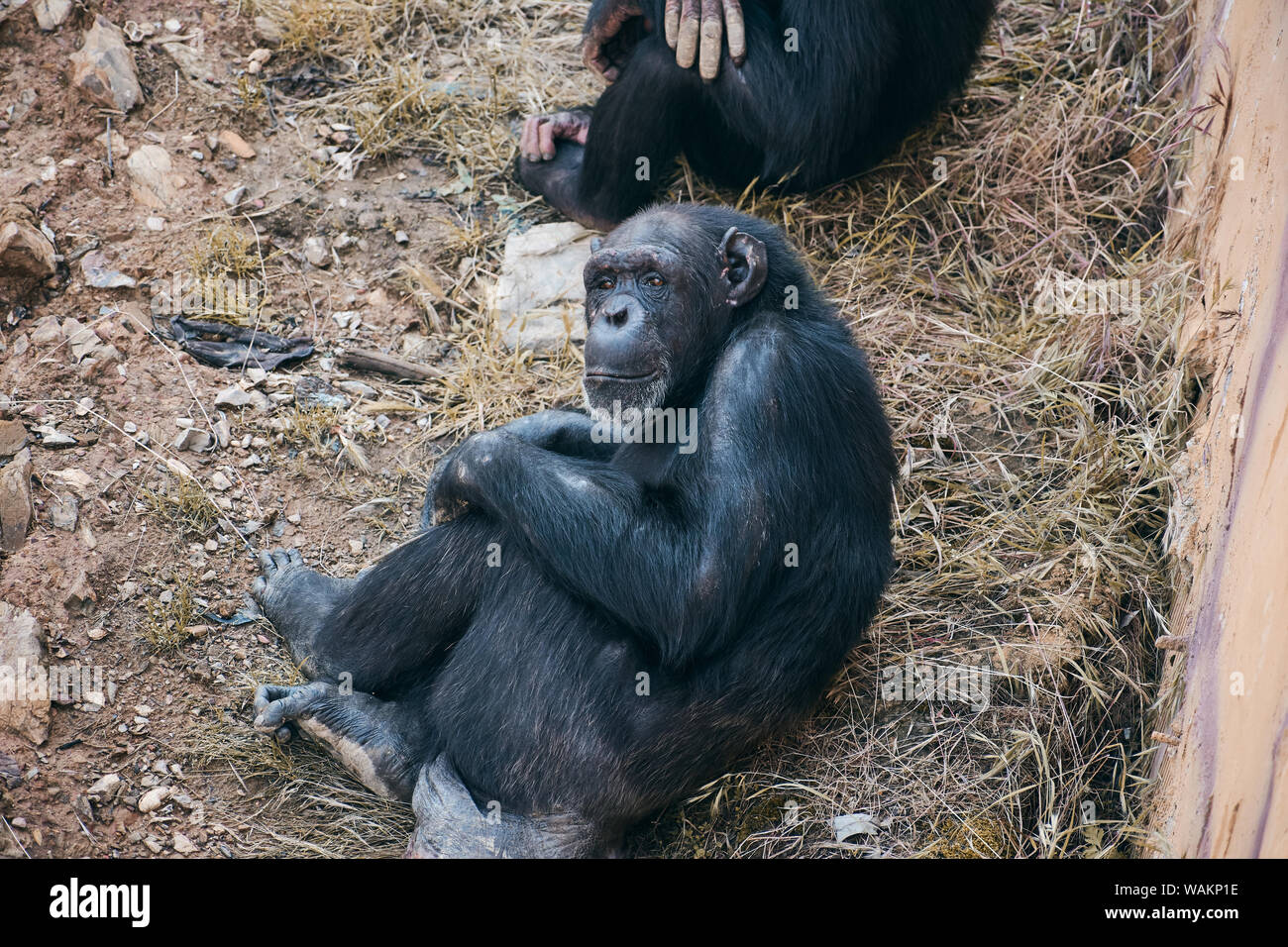Assis à la recherche des chimpanzés looking at camera Banque D'Images