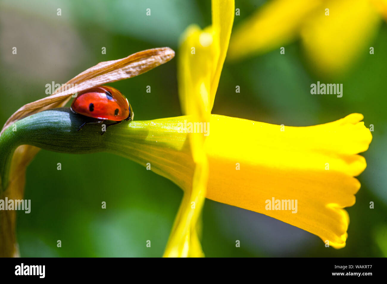 Coccinelle sur fleur, jonquille jaune près de coccinelle Banque D'Images