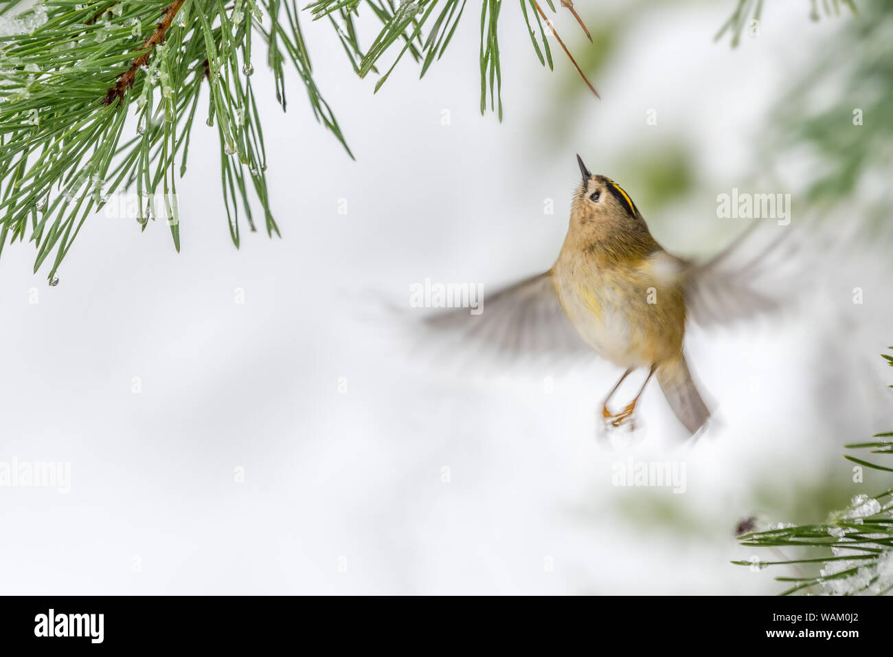 Goldcrest (Regulus regulus) volant sous les aiguilles de pin. Flou de mouvement d'ailes. Scène d'hiver. Pays de Galles, Royaume-Uni. Décembre Banque D'Images