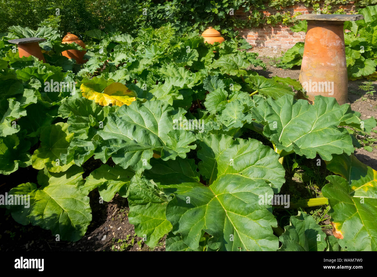 Gros plan des plantes de rhubarbe et des pots de cloche en argile pour forcer le rhubarbe précoce à croître sur un terrain terrain de jardin Angleterre Royaume-Uni Grande-Bretagne Banque D'Images