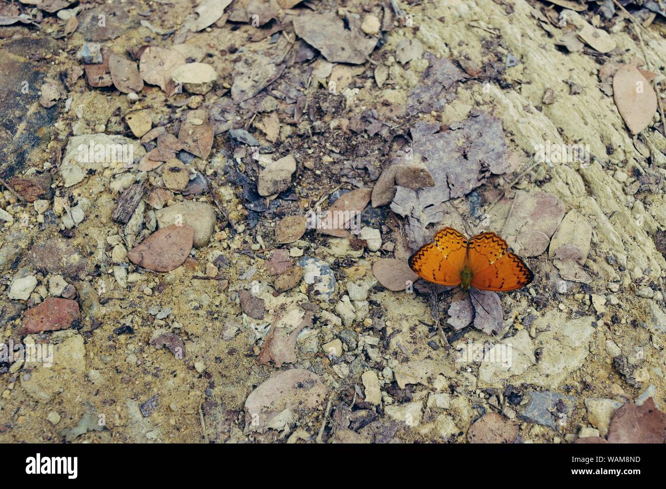 La Politique Commune de Yeoman, papillon orange et marron sur les feuilles au sol en pierre de couleur crème, la texture pour ajouter du texte ou la conception graphique, l'arrière-plan naturel Banque D'Images