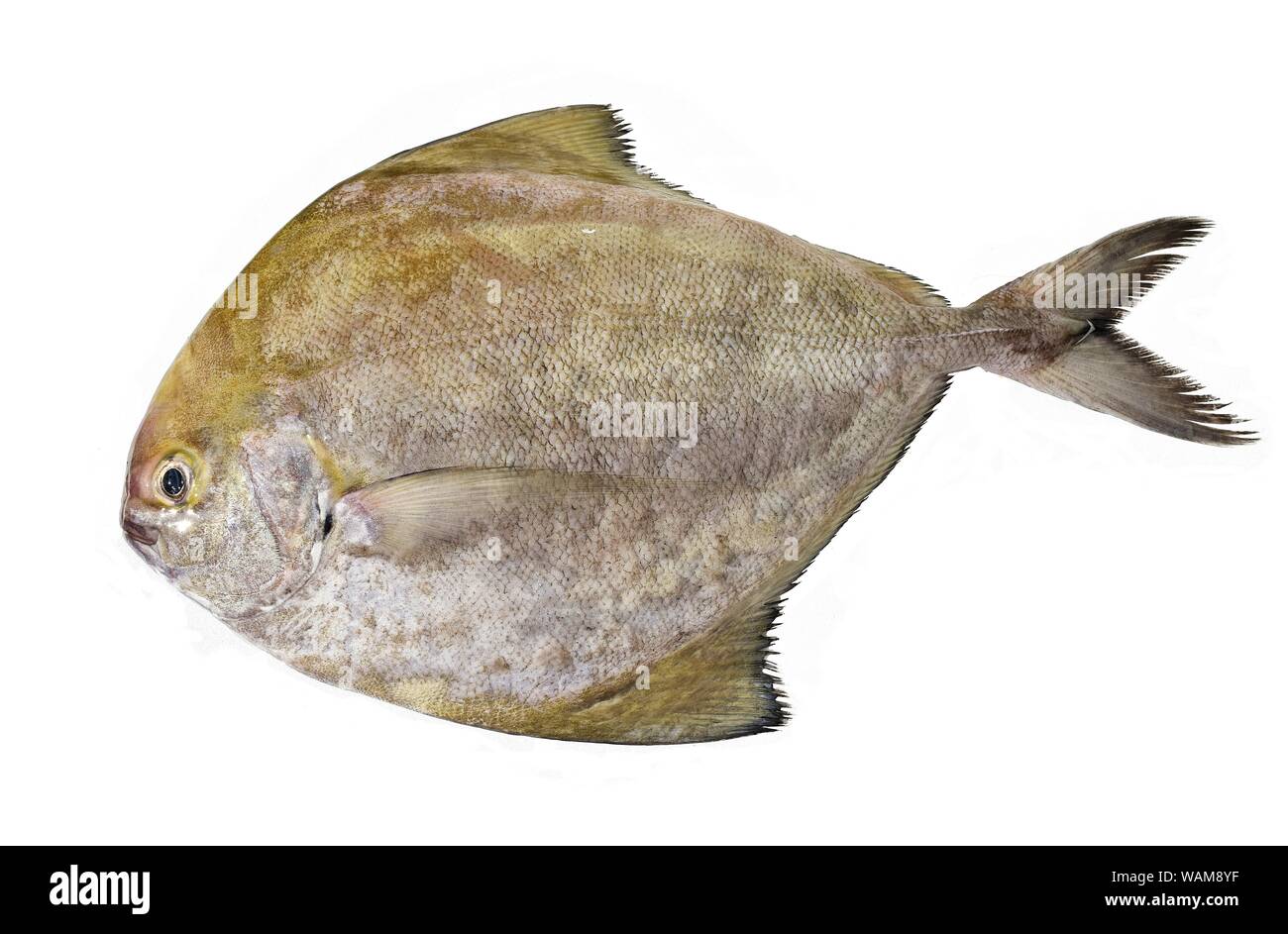 Poissons castagnoles noires isolé sur fond blanc, poisson de mer en Thaïlande Banque D'Images