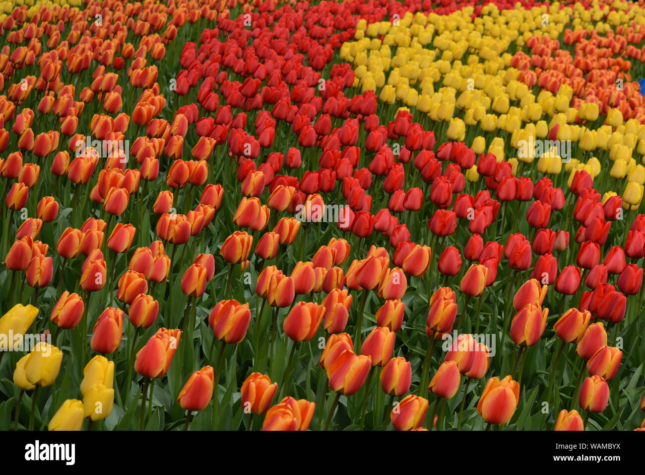 Jardin de tulipes à Keukenhof Avril 2017 Banque D'Images