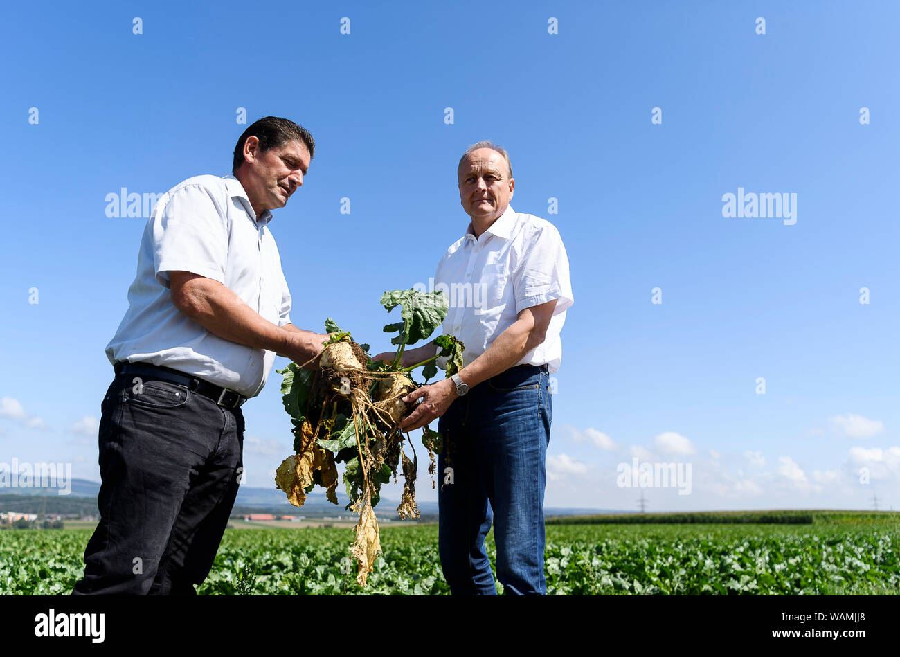 21 août 2019, Bade-Wurtemberg, Vaihingen/Enz : Eberhard Zucker (l), agriculteur, et Joachim, Rukwied Landesbauernverband Banden-Württemberg Président de la betterave à sucre, de tenir dans leurs mains lors de la conférence de presse du Landesbauernverband Bade-wurtemberg sur la récolte 2019 de l'équilibre. Après quelques difficultés de démarrage à l'automne, les agriculteurs croient que les cultures arables ont pris un bon départ pour 2019. Photo : Edith Geuppert/dpa Banque D'Images