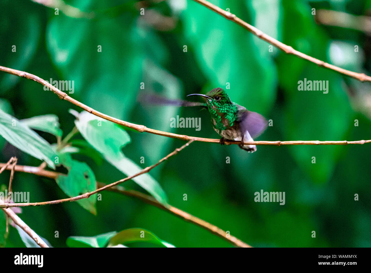 Hummingbird au Costa Rica Banque D'Images