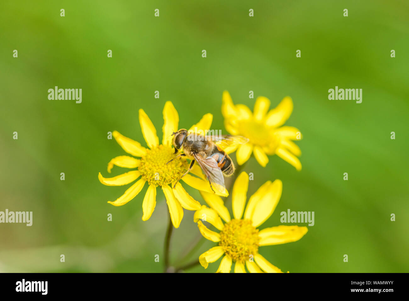 L'Apiculture comme nourriture de l'insecte sur les fleurs jaunes de massés Séneçon commun / Jacobaea vulgaris syn Senecio jacobaea des astéracées. Les mauvaises herbes problématiques. Banque D'Images