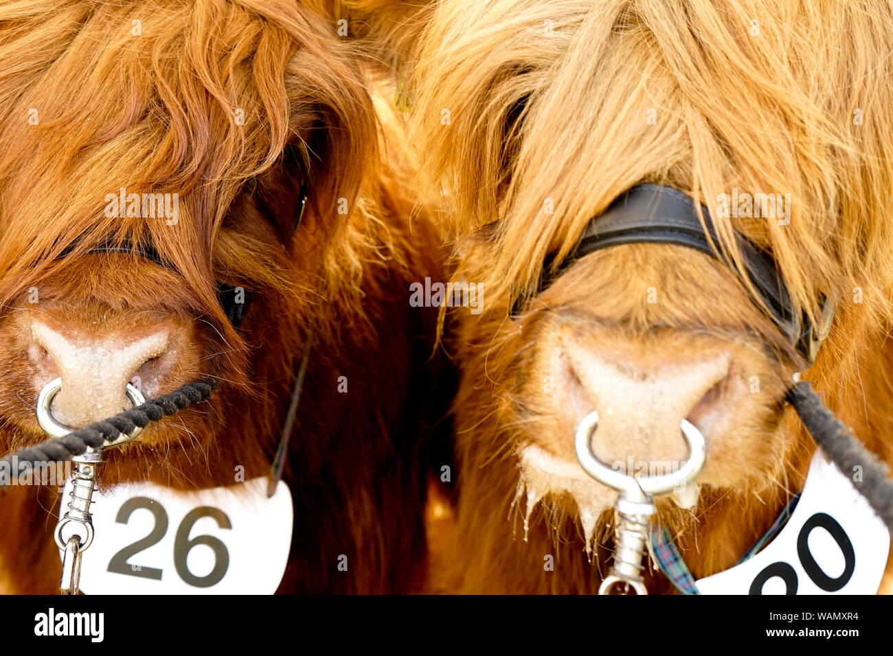 L'élevage, salon agricole 2019, Fettercairn en Écosse. Banque D'Images