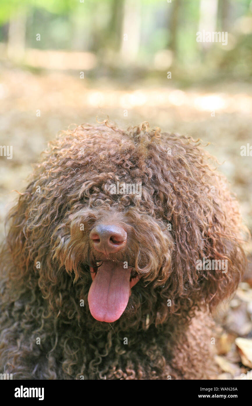 Chien avec de longs cheveux de haute qualité portrait rebelle Lagotto Romagnolo rasta estampes Banque D'Images
