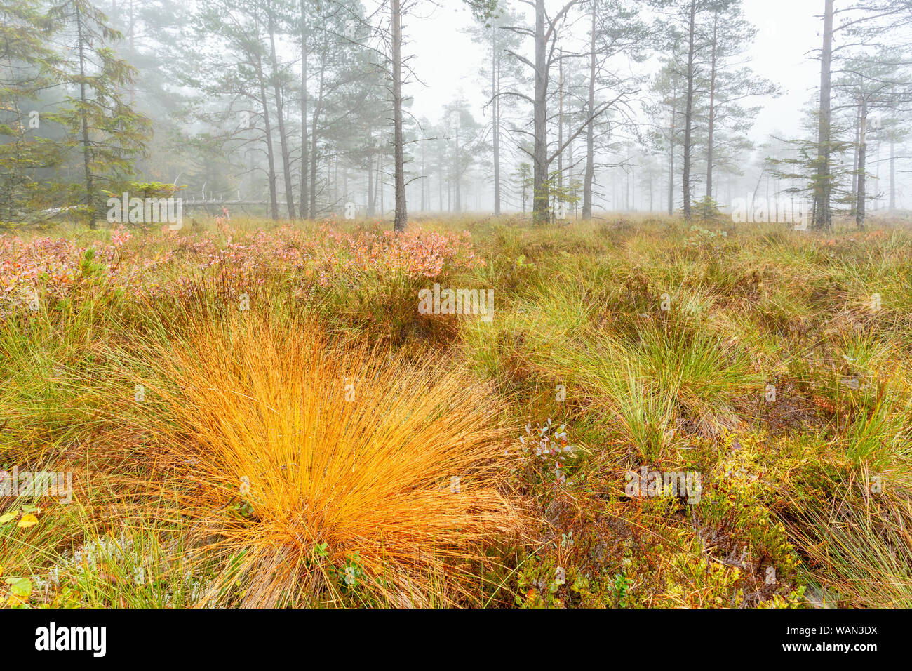 Close up of grass turf avec les couleurs de l'automne sur un marais Banque D'Images