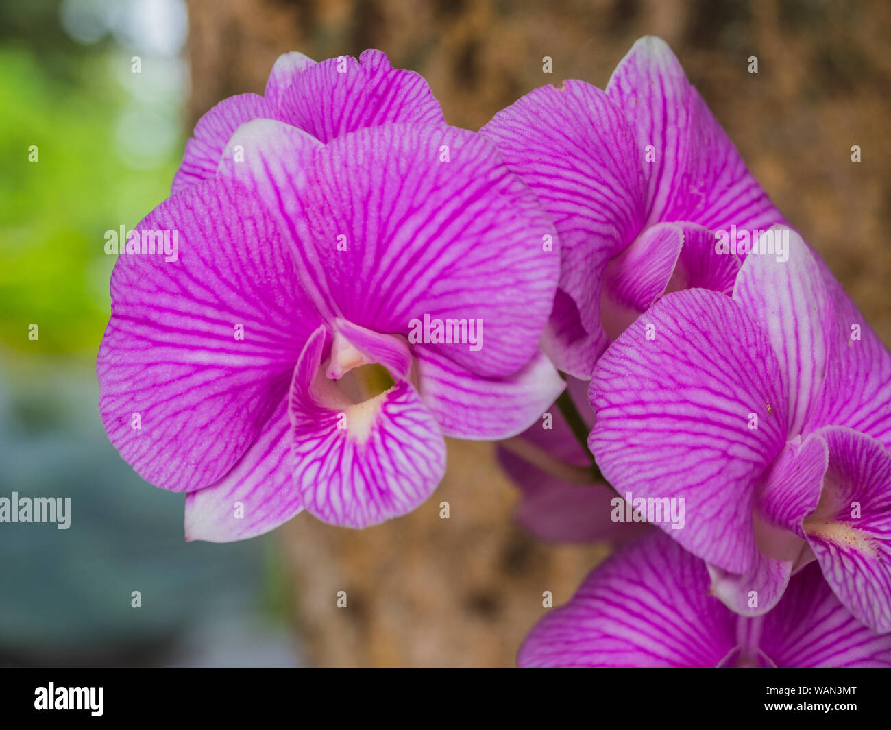 Libre de belles fleurs orchidée rose Banque D'Images