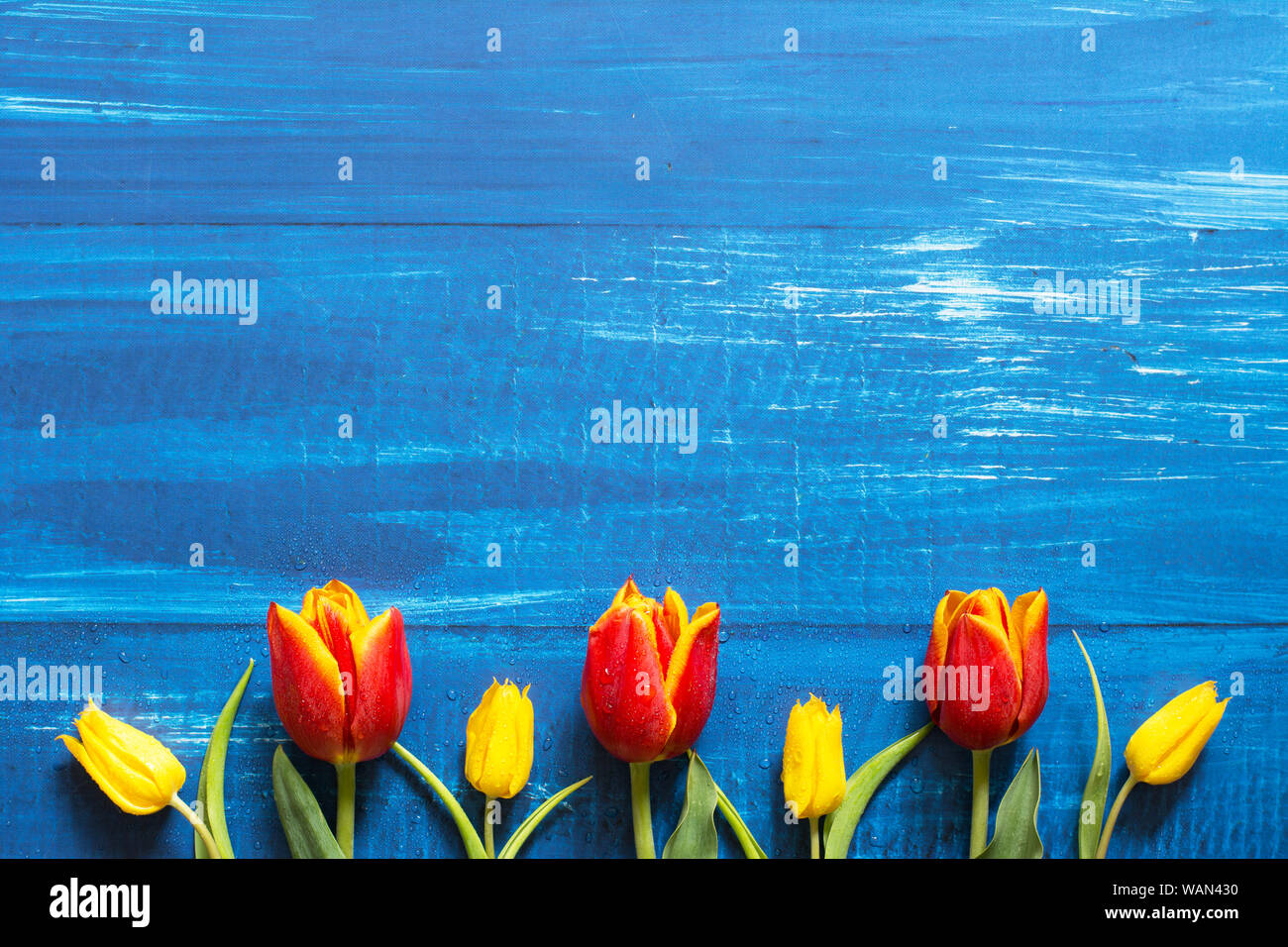Frontière de printemps avec une rangée de tulipes rouges et jaunes sur fond de bois bleu - espace texte Banque D'Images