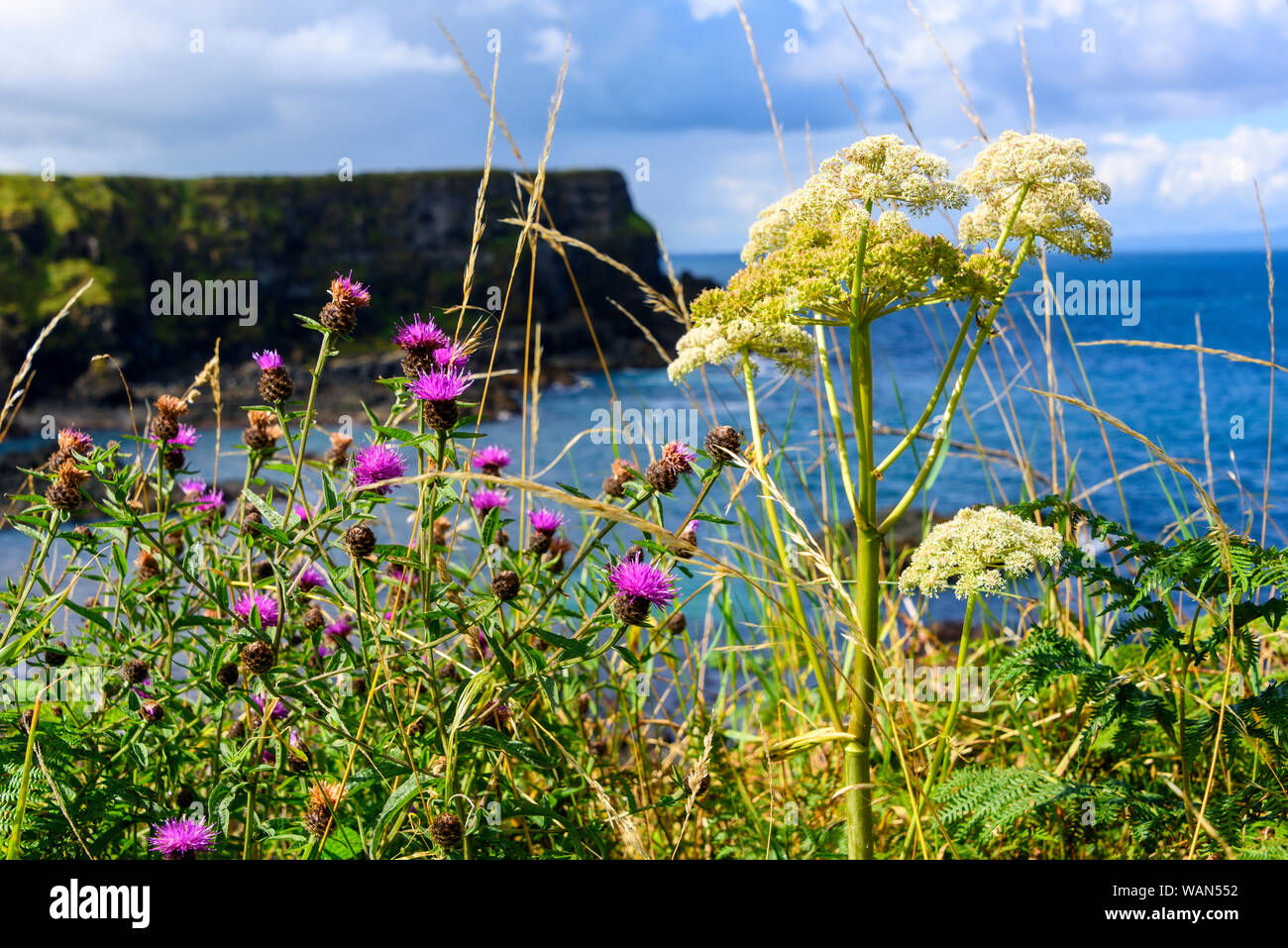 Abondance de fleurs sauvages le long de la Côte d'Antrim à Giant's Causeway en Irlande du Nord Banque D'Images