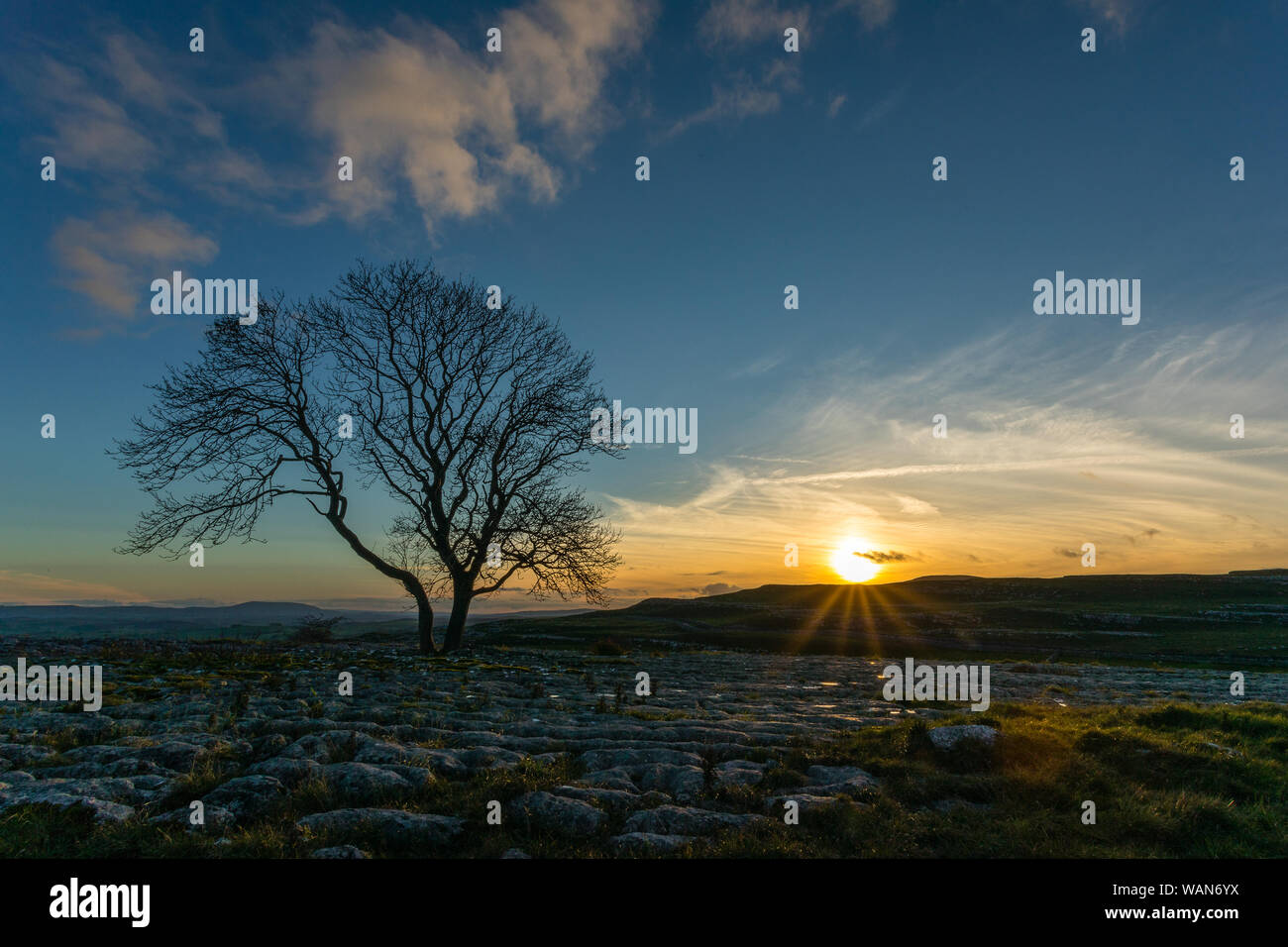 Le soleil se couche pendant l'heure bleue au seul arbre isolé à Malham Cove dans le Lapiez, dans le Yorkshire, apparaissant à défier les forces de la nature. Banque D'Images