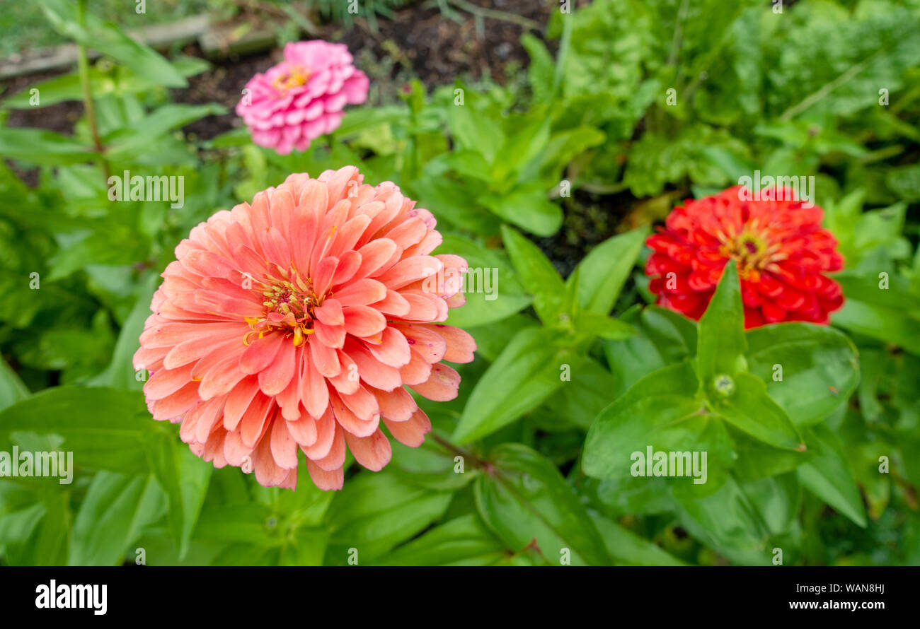 Zinnia elegans orange corail benary's giant in garden Banque D'Images