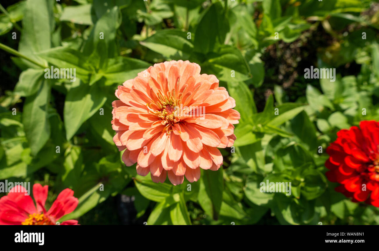 Zinnia elegans benary's Orange Fleur géante dans le jardin Banque D'Images