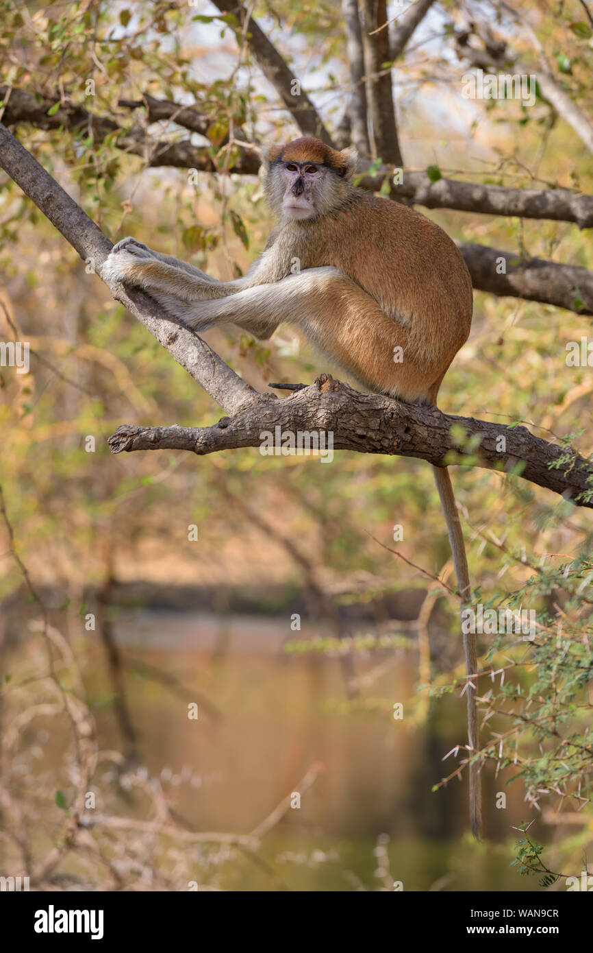 Erythrocebus patas Patas Monkey - orange, primat d'Afrique de buissons et de forêts, le Sénégal, l'Afrique de l'Ouest. Banque D'Images