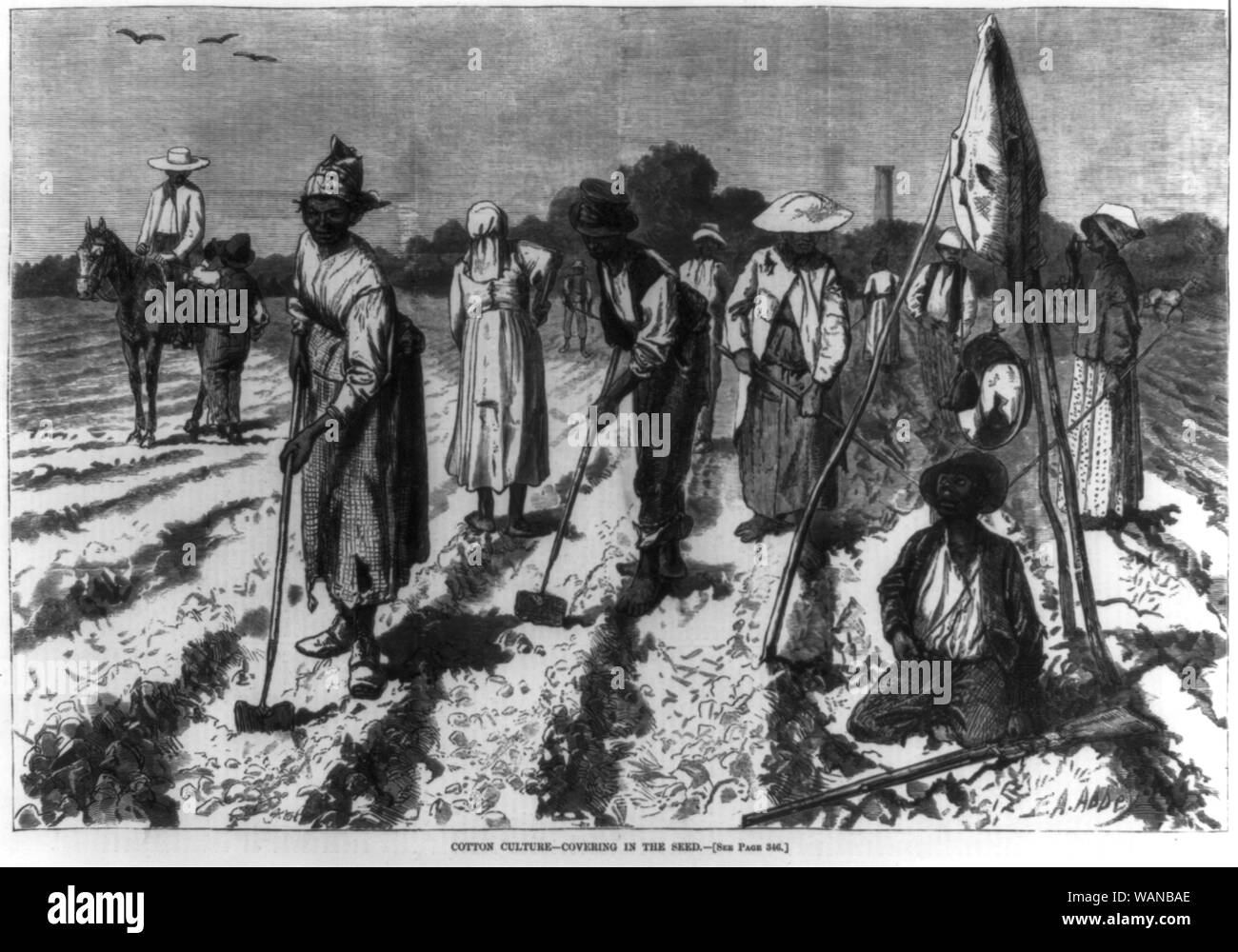 La culture du coton - couvrant dans la semence Banque D'Images