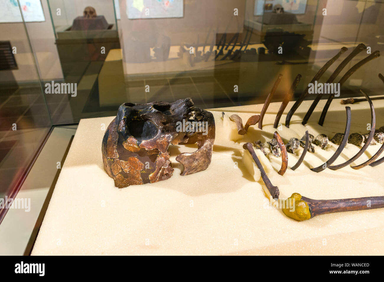 Homo erectus africain Banque de photographies et d’images à haute ...