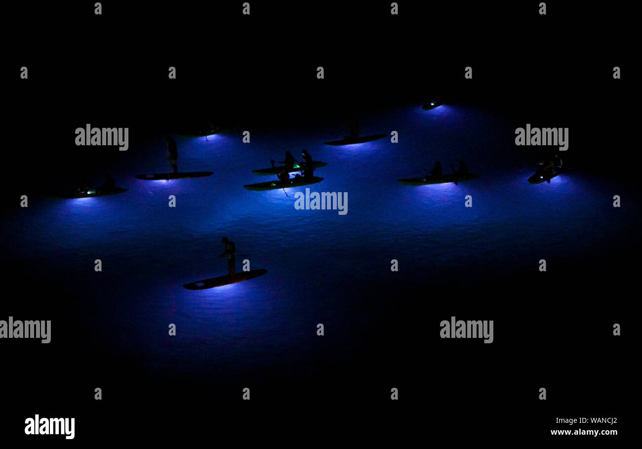 Croisière pagayeurs les eaux de la Baie Frenchman's au crépuscule pendant une période nocturne kayak excursion à St Thomas, Îles Vierges des États-Unis. Banque D'Images