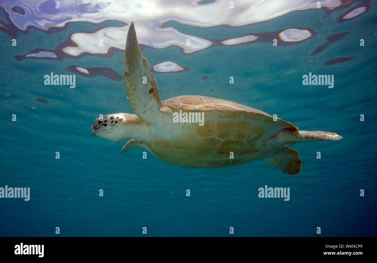 Une tortue de mer verte nage au-dessus de la mer de l'herbe à Maho Bay, partie de Virgin Islands National Park, sur l'île de Saint John dans les îles Vierges américaines Banque D'Images