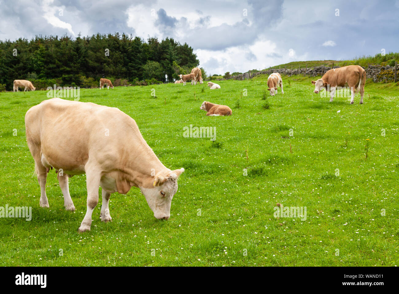 Vaches qui paissent sur l'herbe à l'extérieur en Ecosse. Banque D'Images