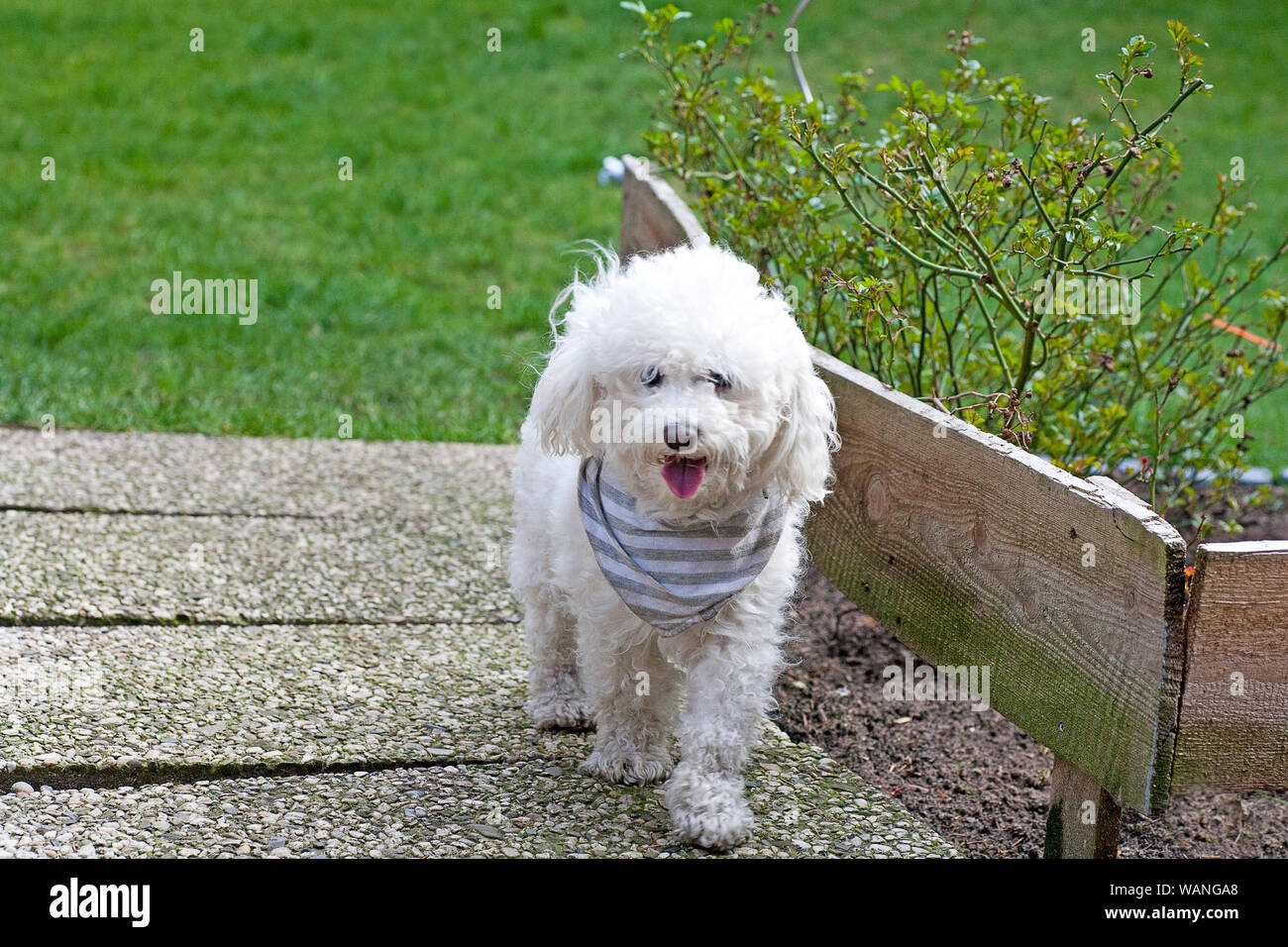 Petit Chien Frisé Blanc Modèle Portrait En Extérieur Doux