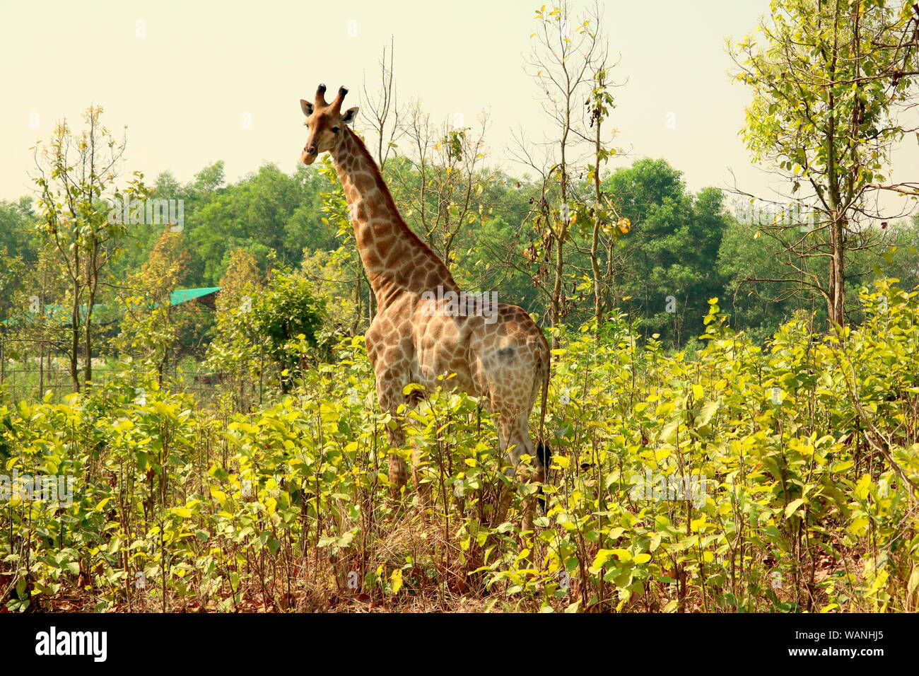 Le Bongobondhu girafe au parc safari. L'Asie, le Bangladesh. Banque D'Images
