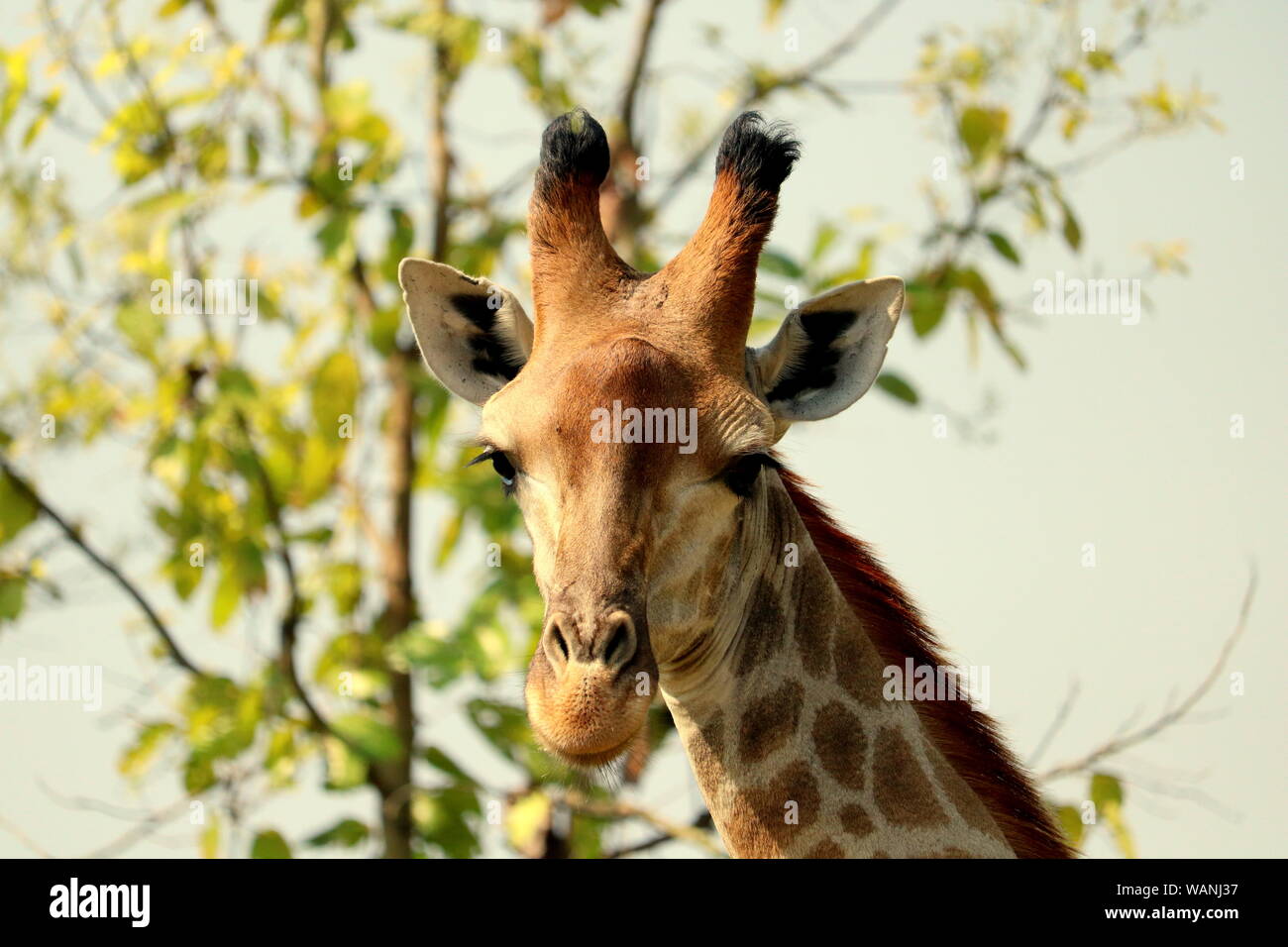 Le Bongobondhu girafe au parc safari. L'Asie, le Bangladesh. Banque D'Images