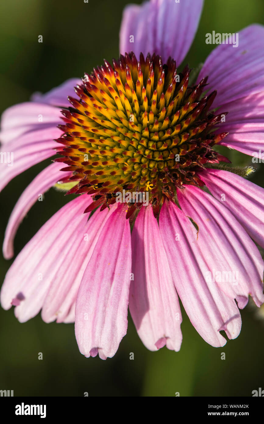 (Echinaceae Échinacée purpurea), la floraison, Prairies, Custer State Park, South Dakota, USA, par Bruce Montagne/Dembinsky Assoc Photo Banque D'Images