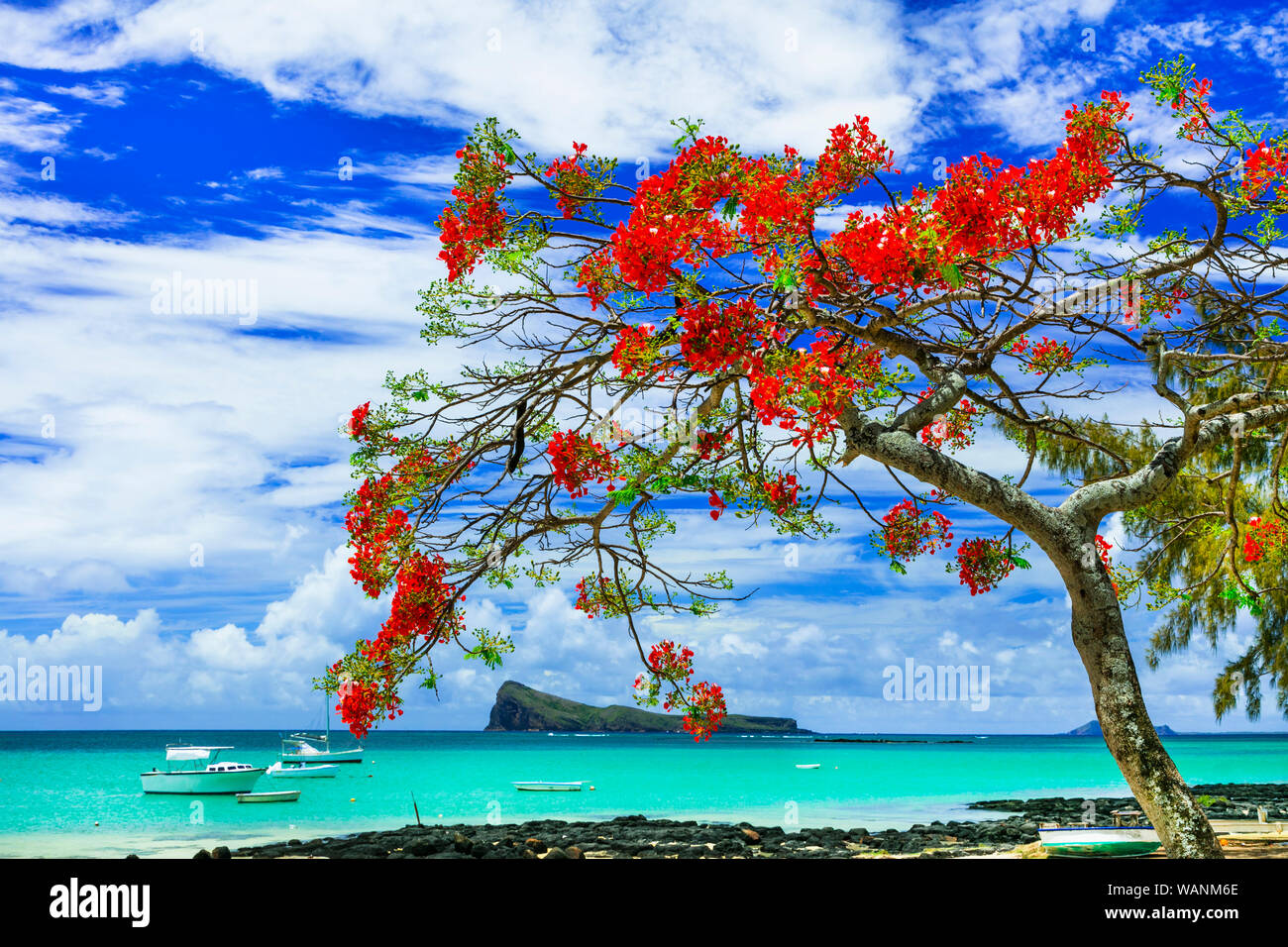Belle vue,Cap Malheureux avec la mer turquoise et rouge flamboyant,arbre traditionnel de l'île Maurice. Banque D'Images