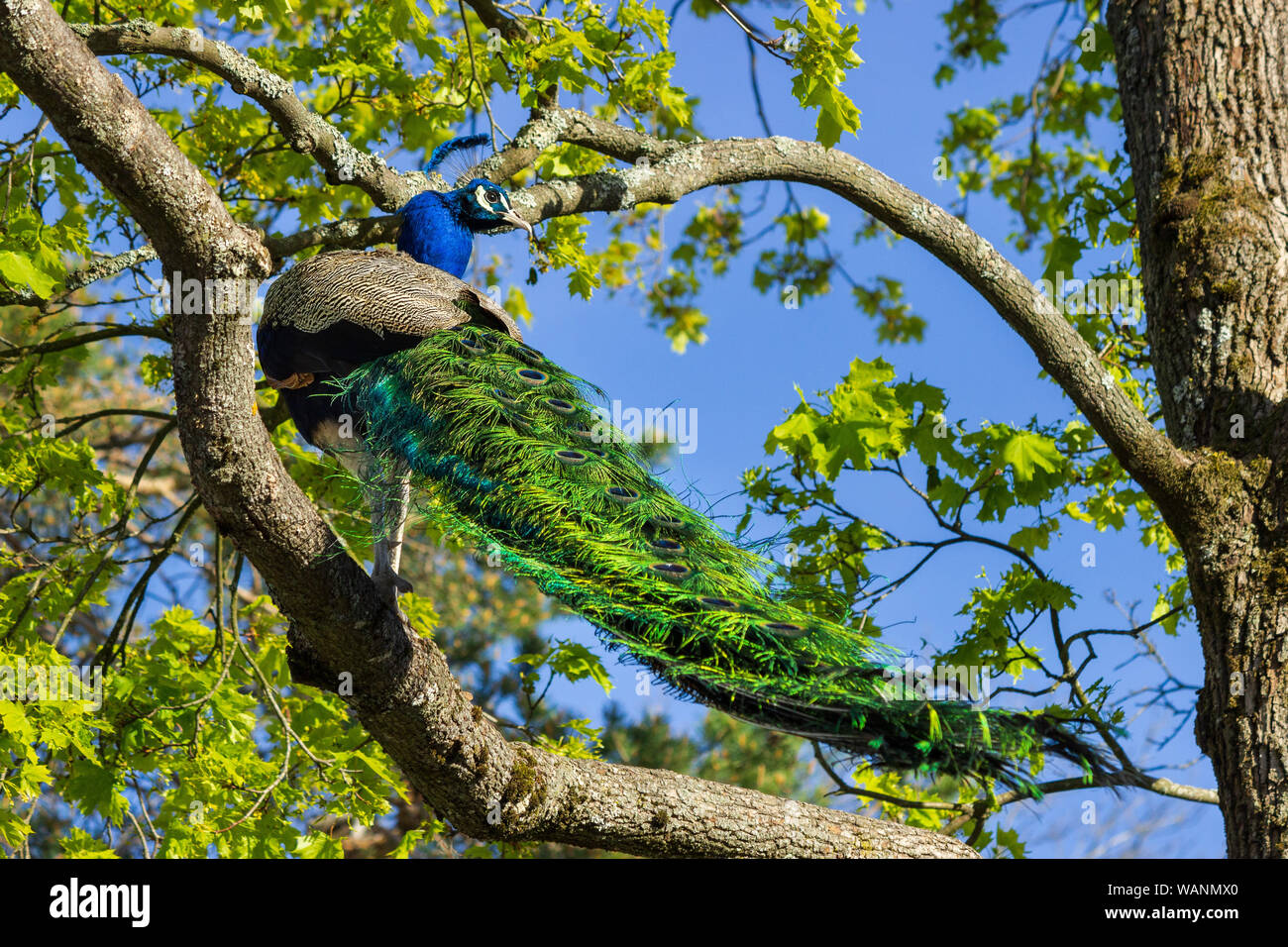 Blue Peackock (peafowl) avec plumage irisé qui se balade autour du zoo pour enfants dans le musée en plein air de Skansen.Île de Djurgarden, STHLM, Suède Banque D'Images