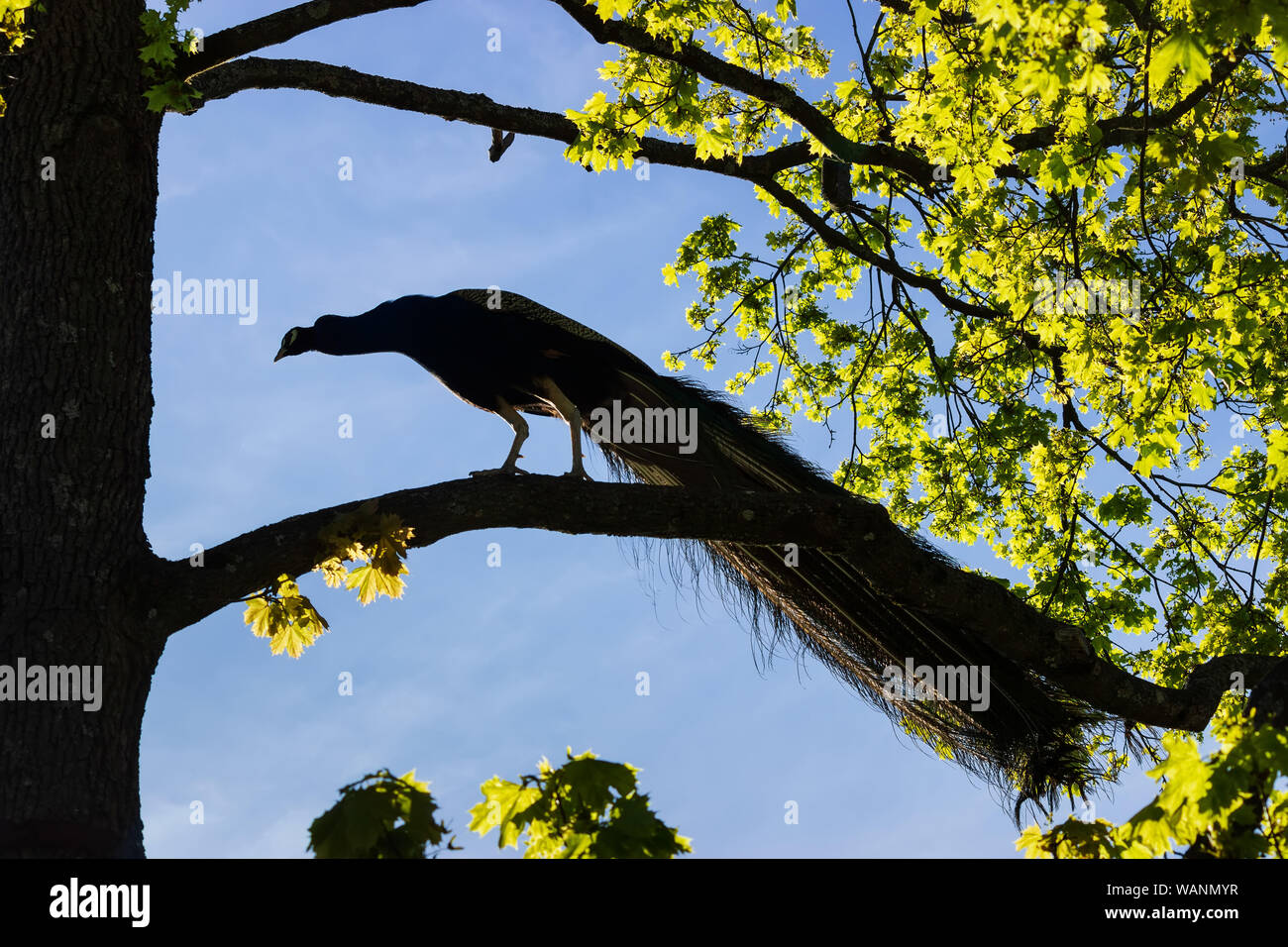 Blue Peackock (peafowl) avec plumage irisé qui se balade autour du zoo pour enfants dans le musée en plein air de Skansen.Île de Djurgarden, STHLM, Suède Banque D'Images