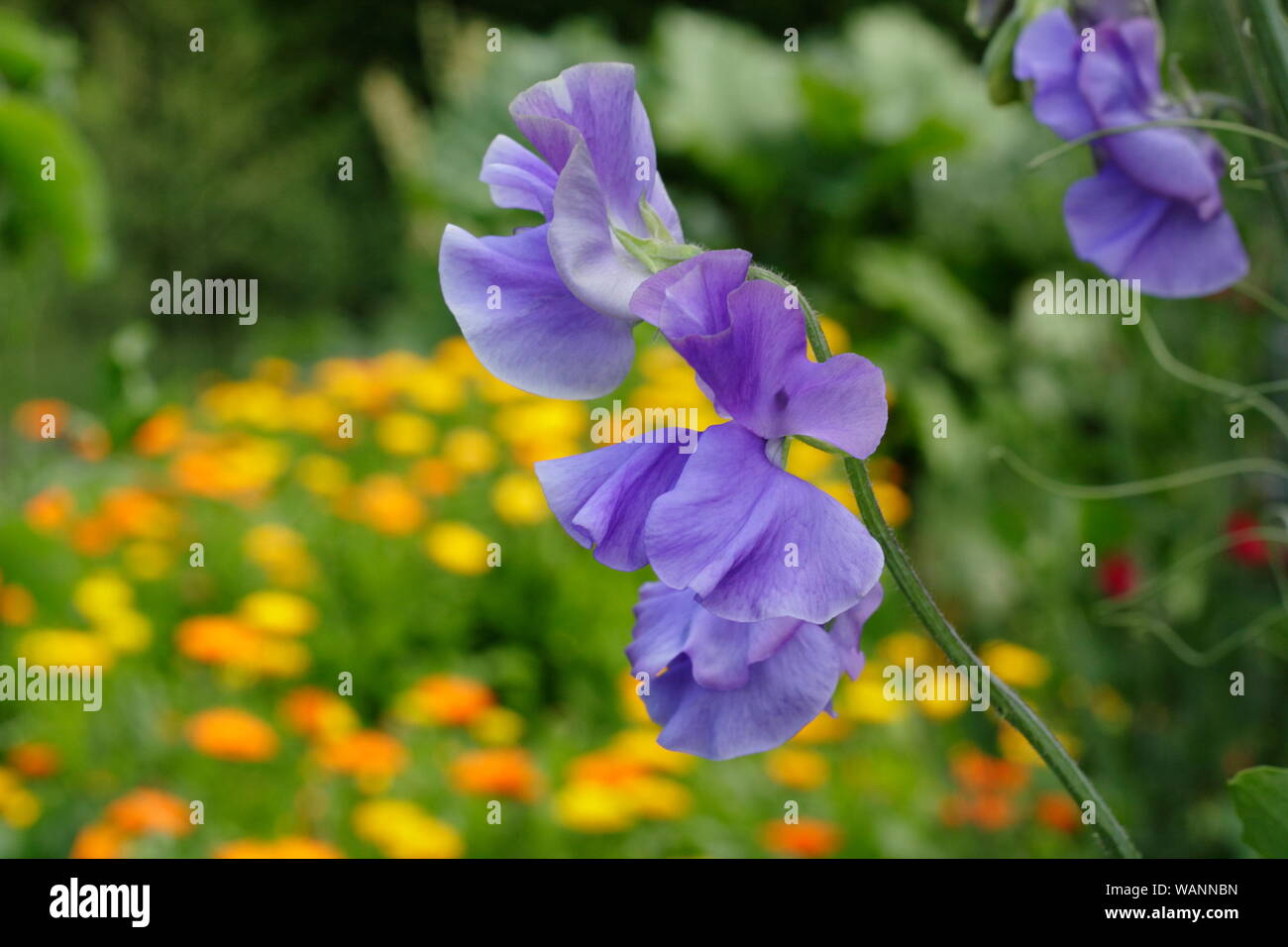 Lathyrus odoratus 'Big Blue' Spencer les petits pois grimpeur annuel dans un jardin au milieu de l'été. UK Banque D'Images