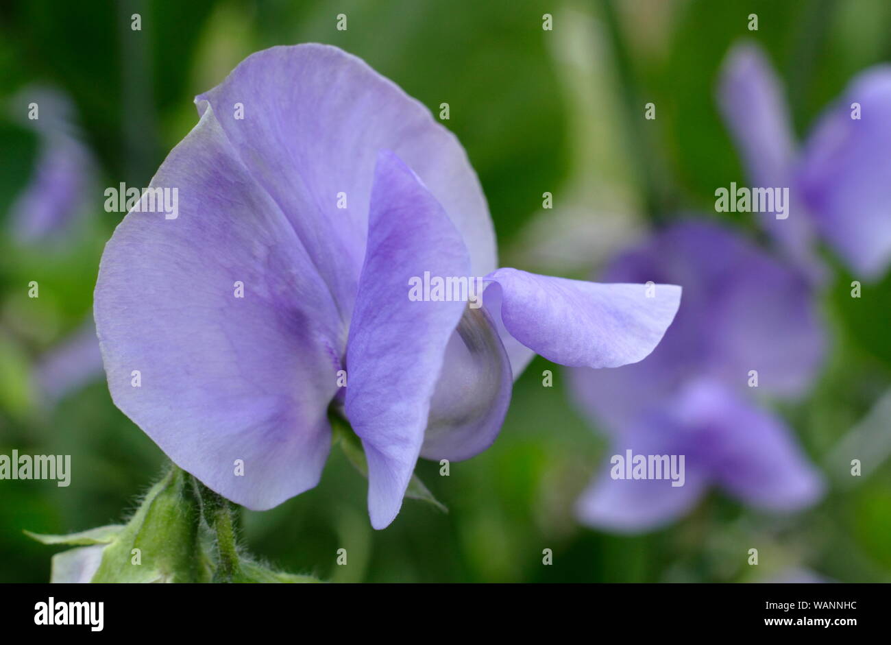 Lathyrus odoratus 'Big Blue' Spencer les petits pois grimpeur annuel dans un jardin au milieu de l'été. UK Banque D'Images