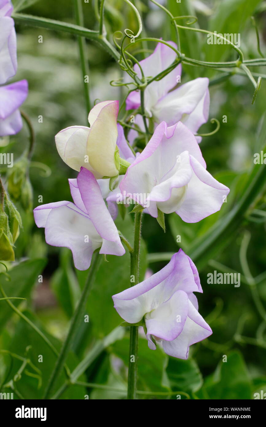 Lathyrus odoratus 'Butterfly' Grandiflora pois de l'escalade dans un jardin d'été. UK Banque D'Images