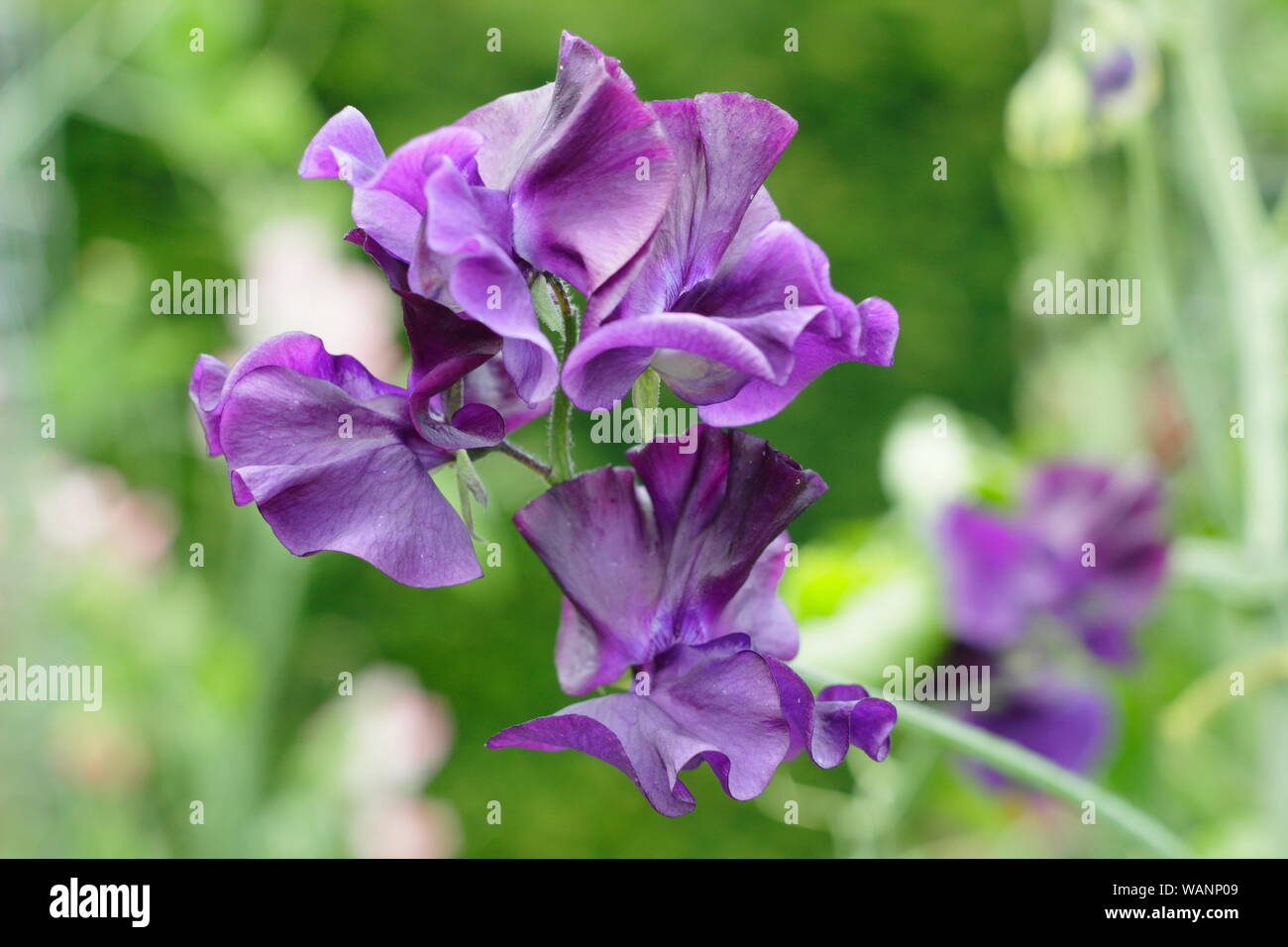 Lathyrus odoratus 'Joyce Stanton' pois doux, parfumé d'une escalade annuelle dans un jardin au milieu de l'été. UK Banque D'Images