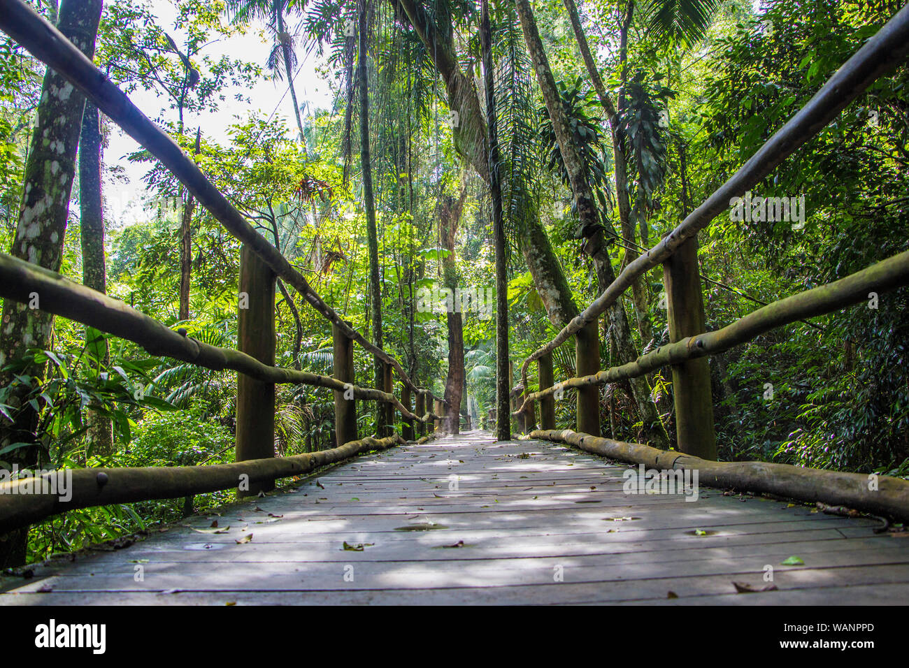 Suivre la source du ruisseau de l'Ipiranga, Botanical Garden, São Paulo, Brésil Banque D'Images