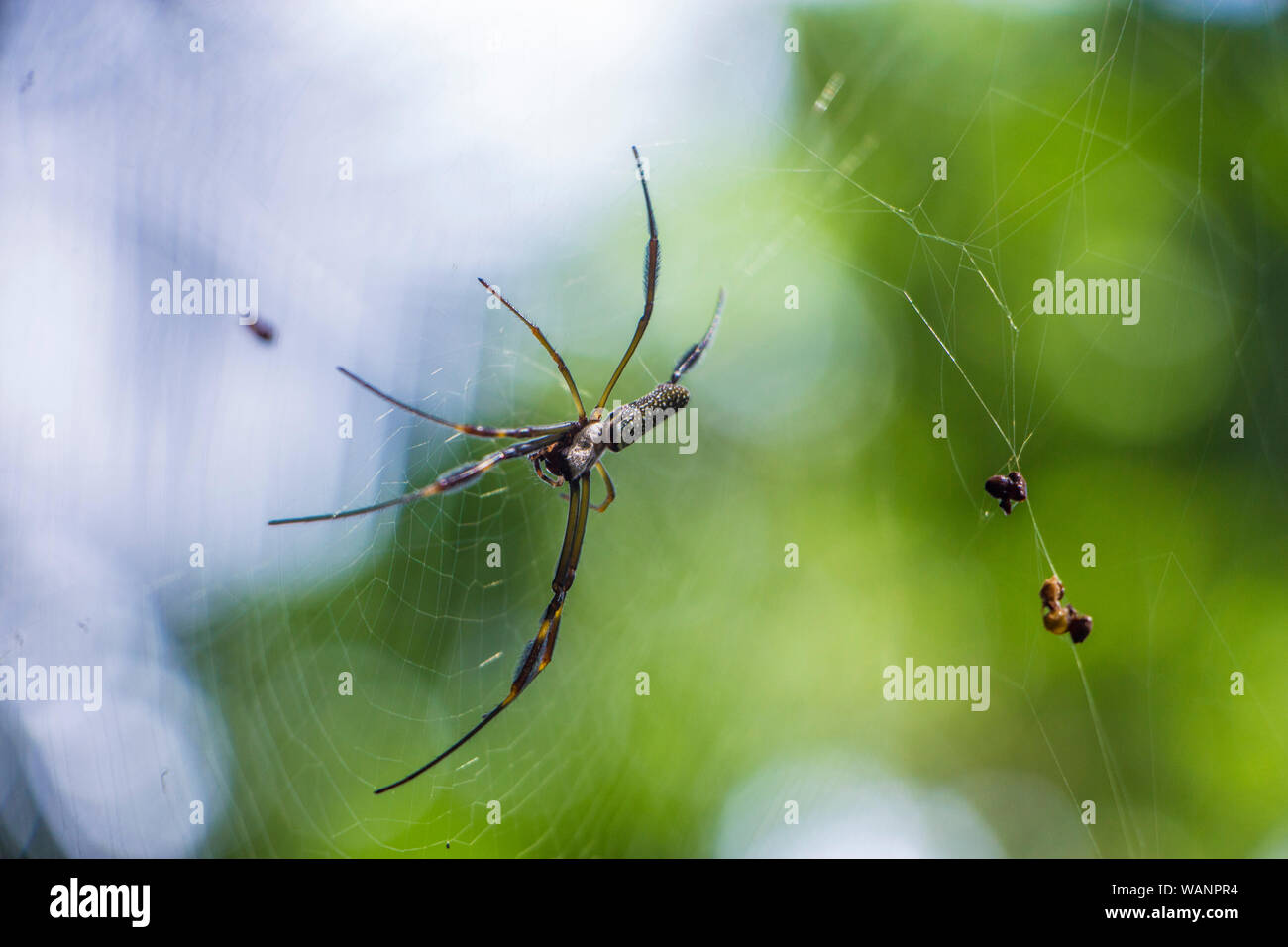 Spider Web, Botanical Garden, São Paulo, Brésil Banque D'Images