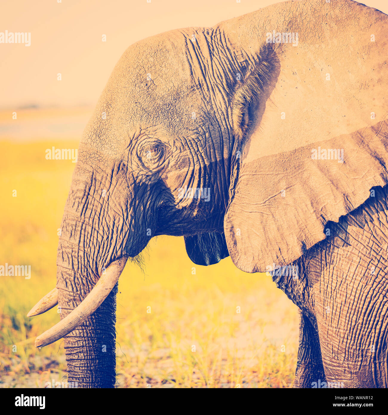 L'éléphant au parc national de Chobe, au Botswana, l'Afrique avec retro style effet filtre Instagram Banque D'Images