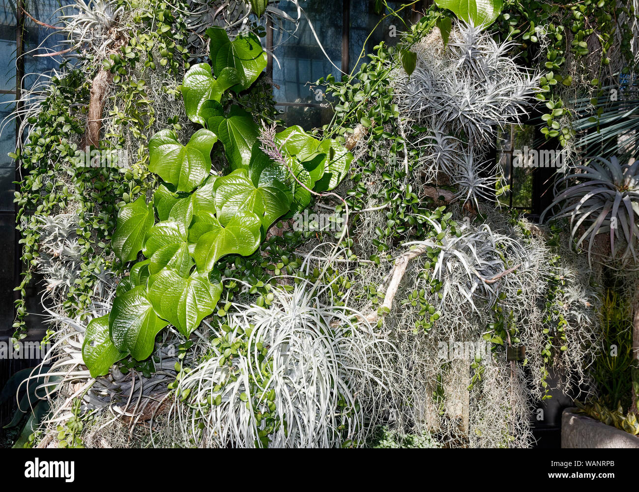 Les épiphytes, gris, de la plante, les feuilles plumeuses, vert ; PA ; Washington ; automne ; horizontal Banque D'Images