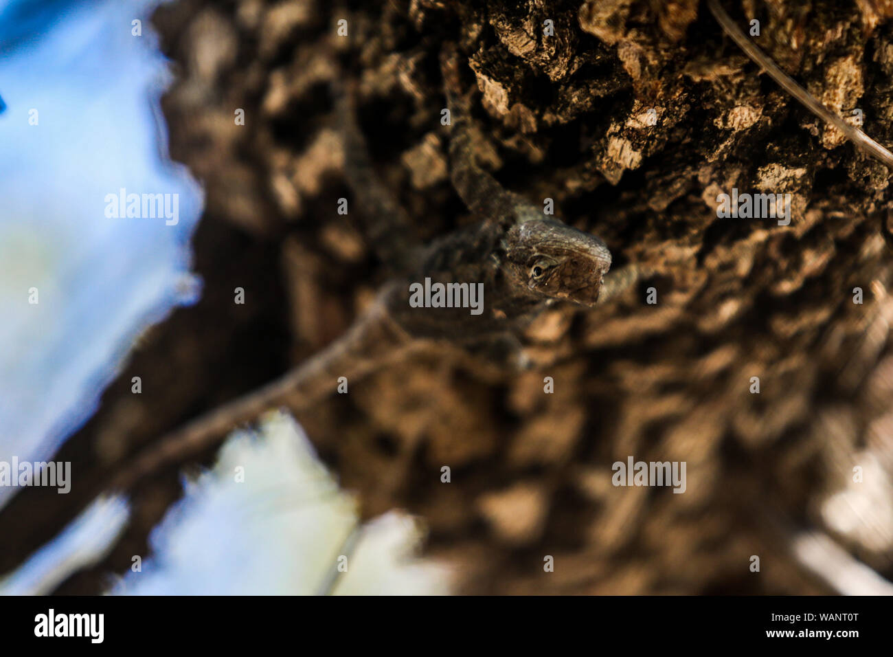 Lagartija, reptil en la Sierra los Locos, Sonora, Mexique. (Photo : LuisGutierrez NortePhoto.com) / Lézard, reptile dans la Sierra los Locos, Sonora, Mexique. (Photo : LuisGutierrez NortePhoto.com) / Banque D'Images