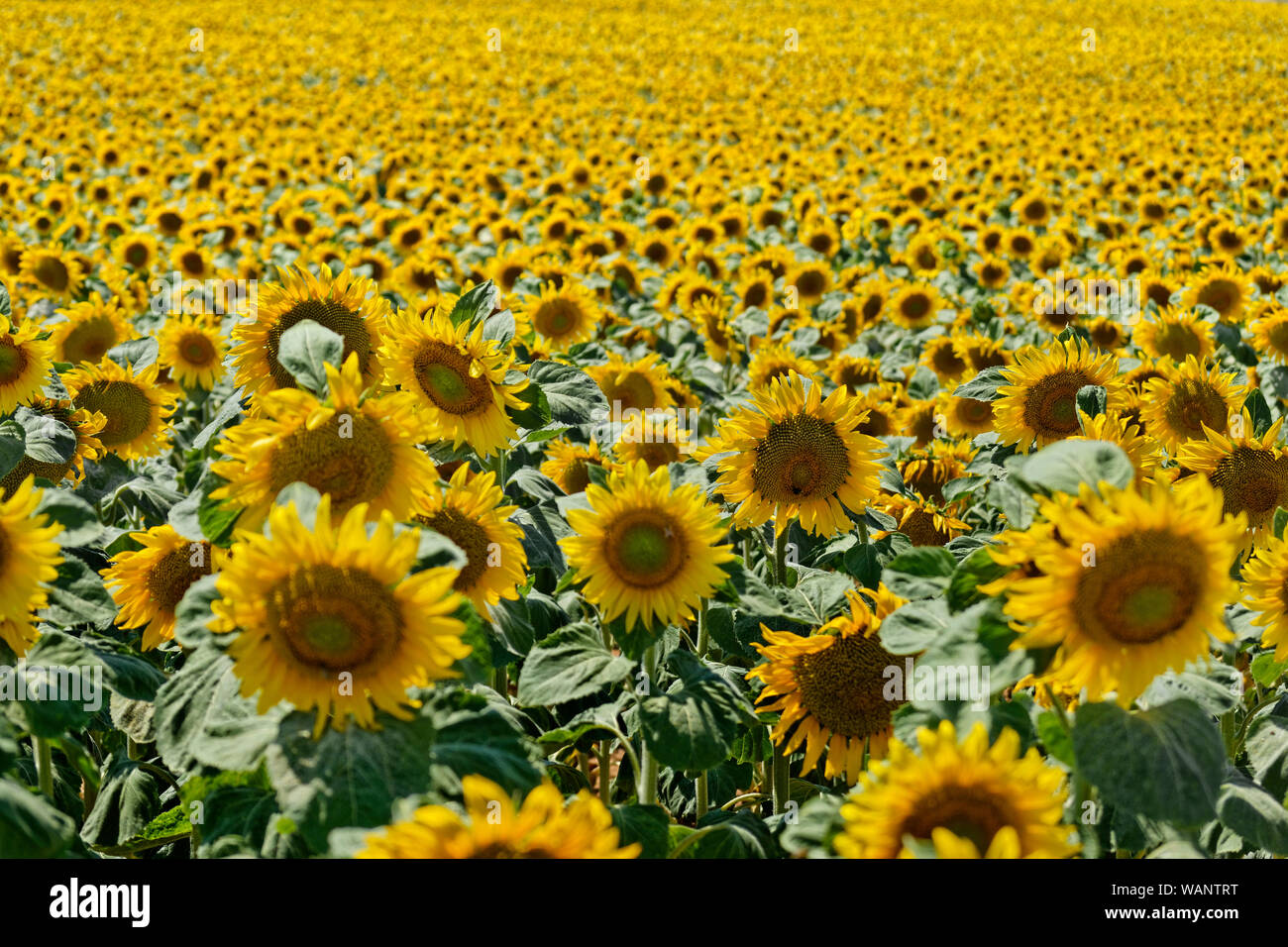 Champ de tournesol. Banque D'Images