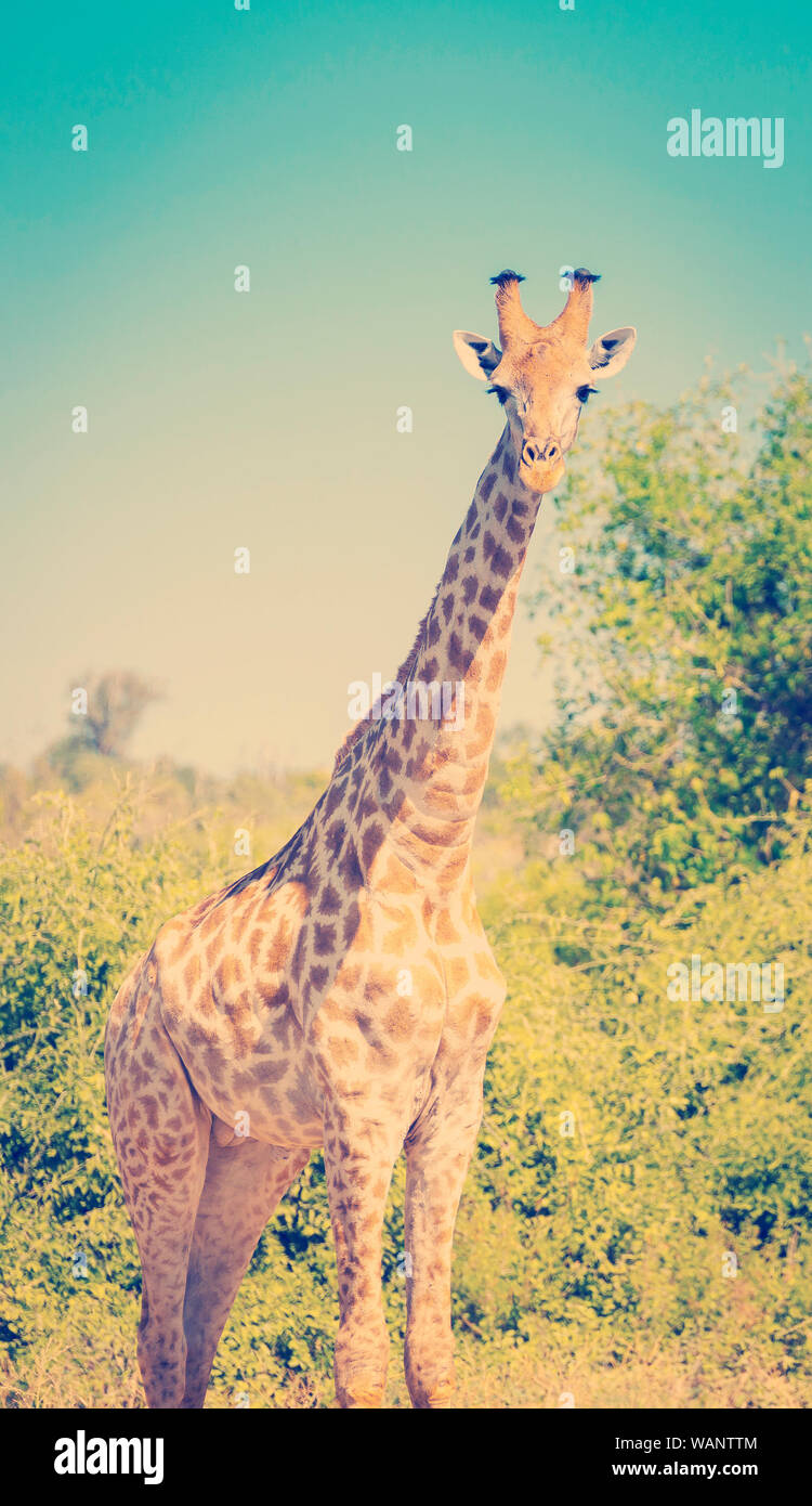 Girafe à l'état sauvage dans le Parc National de Chobe, au Botswana, l'Afrique avec retro style effet filtre Instagram Banque D'Images